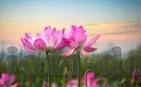 东京热一区二区三区-东京热一区二区三区的多元文化体验