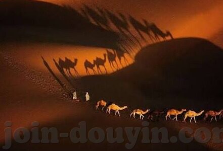 dx大象传媒地址是什么-探寻DX大象传媒的数字足迹，揭秘其真实地址