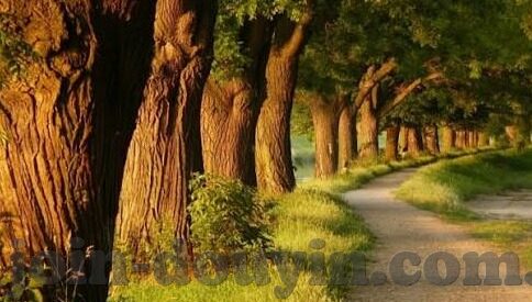 人妻毛片-探索人妻角色的多维视角，从爱与责任到社会观念的微妙变化